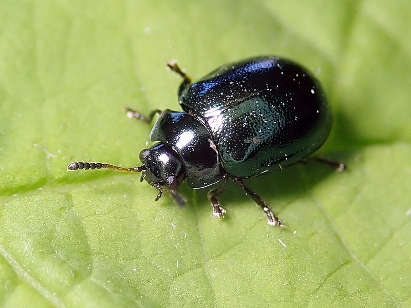 Chrysomelidae: Plagiodera versicolora